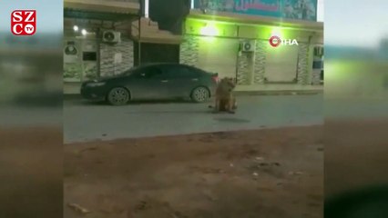 Tải video: Libya'da sokakta dolaşan aslan paniğe neden oldu