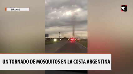 Un tornado de mosquitos en la Costa Argentina