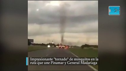 Impresionante "tornado" de mosquitos en la ruta que une Pinamar y General Madariaga