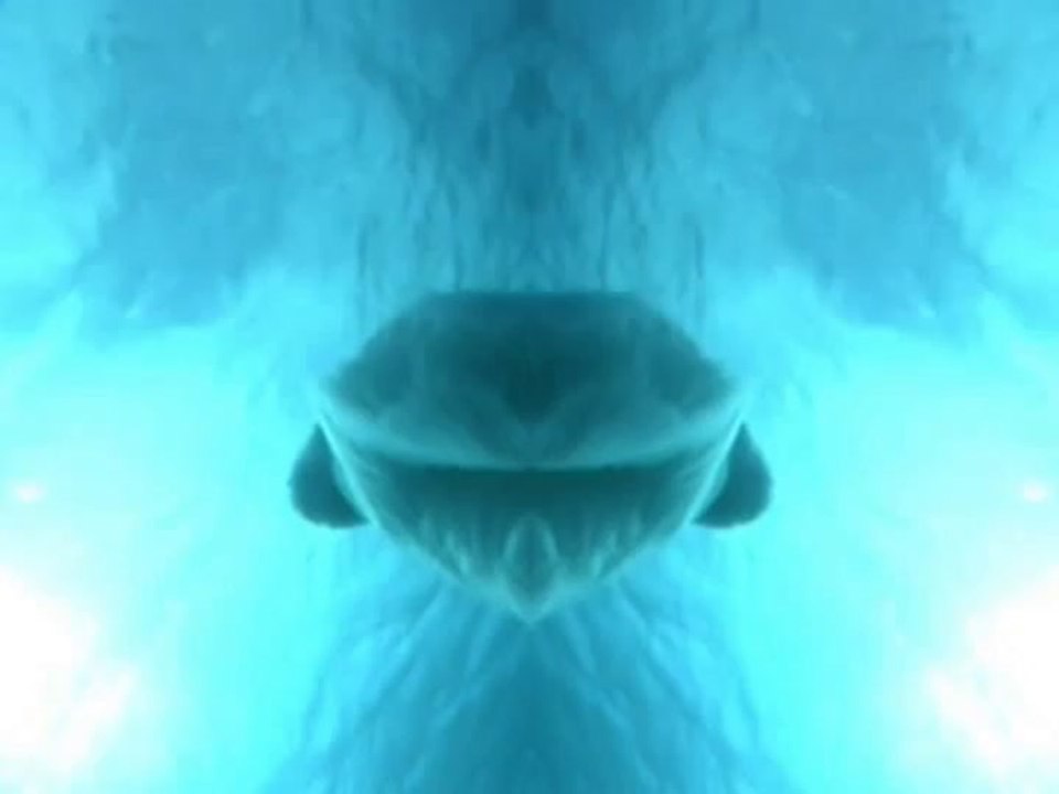 l'hydrophile 2010 (video)