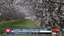 Almond trees attracting visitors, farmers see an increase in litter