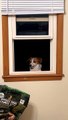 Dog Waits Outside for Dinner