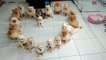 A Heart Made of Adorable Puppies