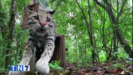 b Rescatan manigordo que fue atacado por perros