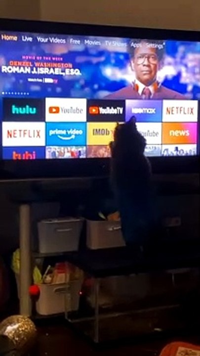 Kitty Goes Crazy over Loading Indicator