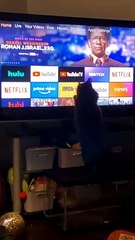 Kitty Goes Crazy over Loading Indicator