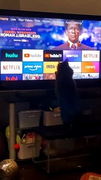 Kitty Goes Crazy over Loading Indicator