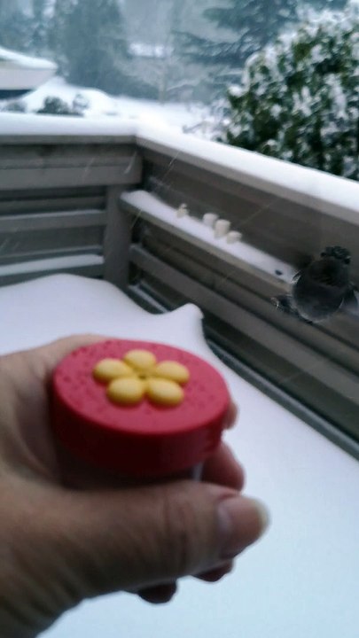 Hummingbird Perches on a Finger