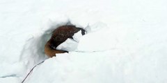 Happy Dog Tunnels Through Snow