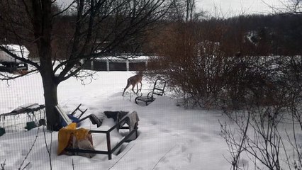 A Deer in the Backyard
