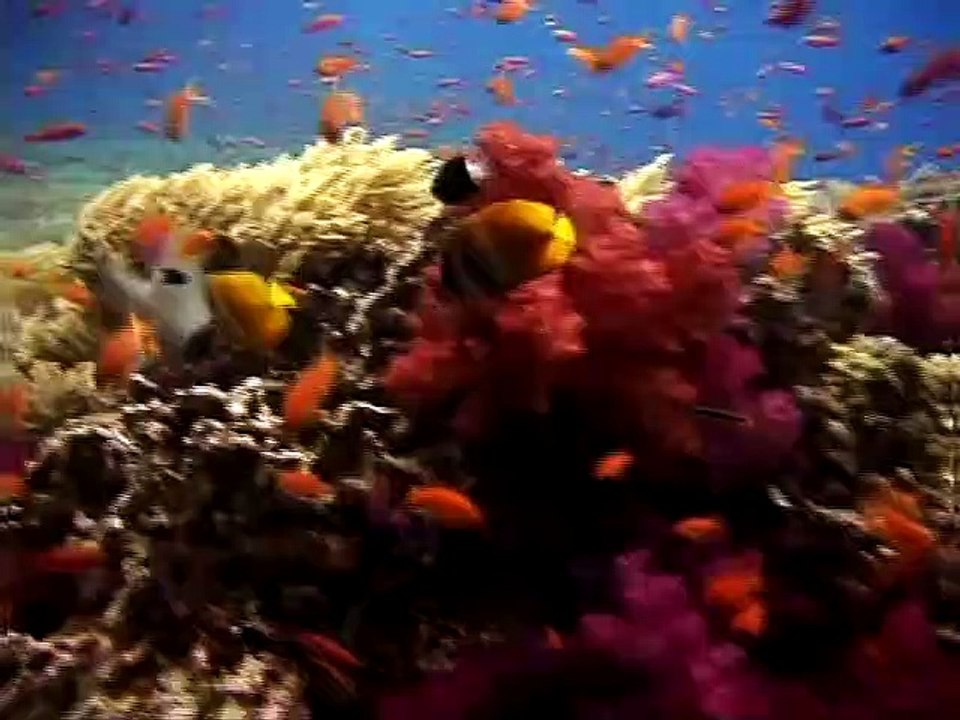 Baby Einstein - Neptune's Oceans - Violet's Sea Life Portraits (2011)