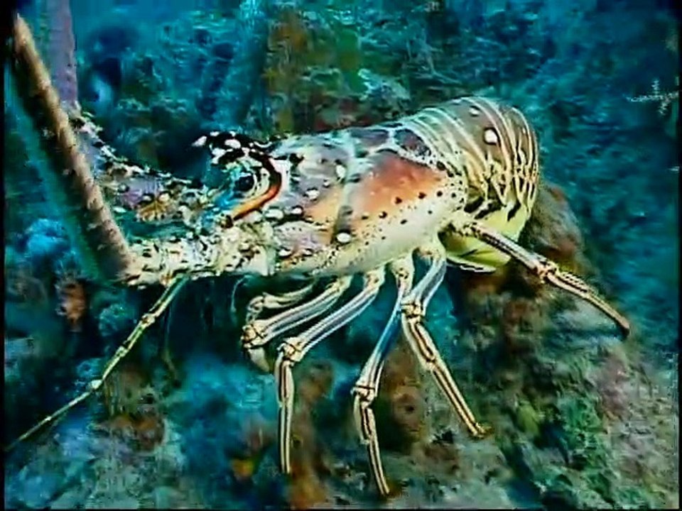 Baby Einstein - Neptune's Oceans - Neptune's Sea Life Friends (2011)