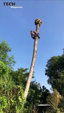 Extremely Dangerous Tree Felling Climbing Skill