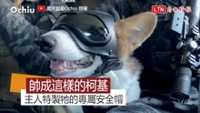 呆萌柯基秒變帥氣！ 主人幫牠打造超拉風安全帽