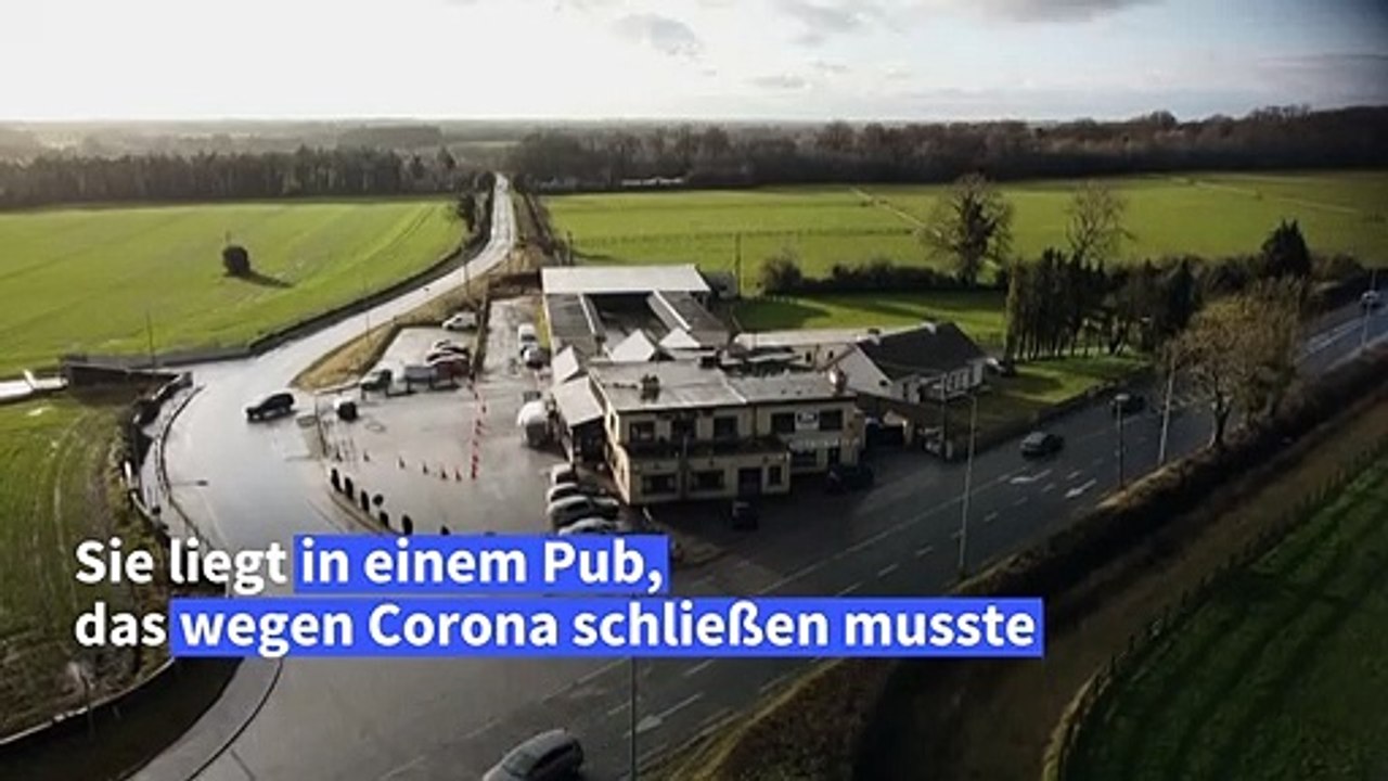 Irland: Pub wird zu Tierasyl