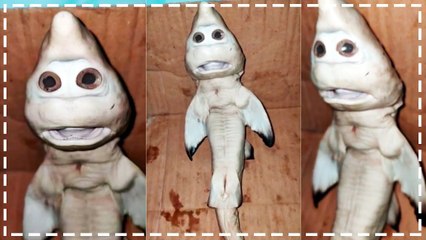 मछुआरे ने पकड़ी इंसानी चेहरे वाली शार्क, फोटो देख उड़ गए लोगों के होश, खरीदने वालों की लगी लाइन