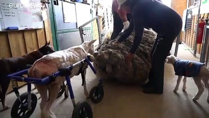 Australie : opération sauvetage pour un mouton sauvage "trimballant" 35 kg de laine
