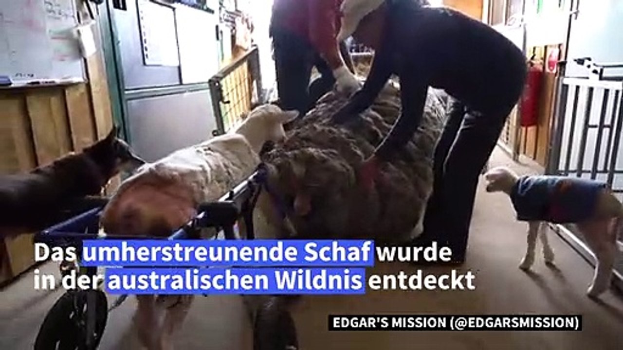 Haarig: schaf in australien hat 35-kilo-wollmantel