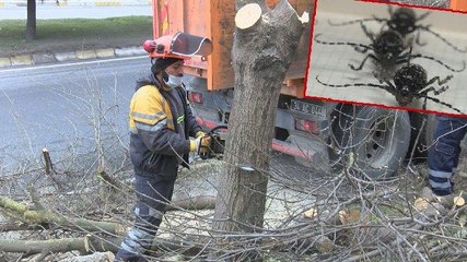 İstanbul’da teke böceği alarmı