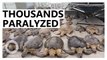 9,000 Cold-Stunned Sea Turtles Rescued Off Texas Coast