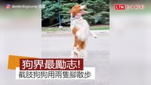 超勵志！截肢狗狗用「兩隻腳」走路 還會「袋鼠跳」？！