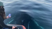Una ballena jorobada sorprende a los tripulantes de una lancha con un 