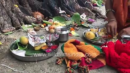 Women observe Vat Poornima Vata Savitri in Badlapur, Maharashtra today, tie threads on trees