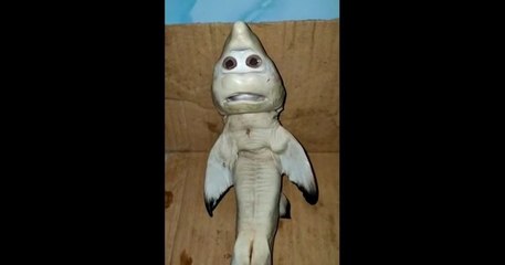 Incroyable, ce bébé requin est né avec une « tête humaine », en Indonésie
