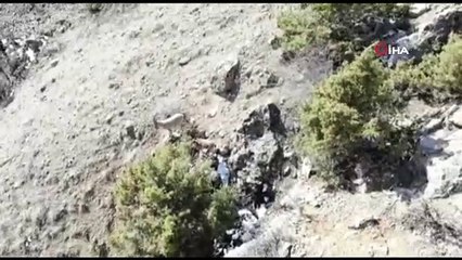 Hiç bu kadarı bir arada görüntülenmemişti.. Yaban keçileri böyle görüntülendi