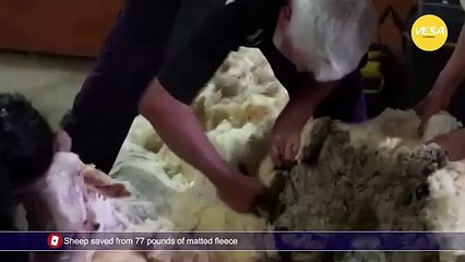 Sheep saved from 77 pounds of matted fleece