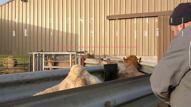 Vétérinaire pour veaux, vaches, cochons... une espèce en voie de disparition