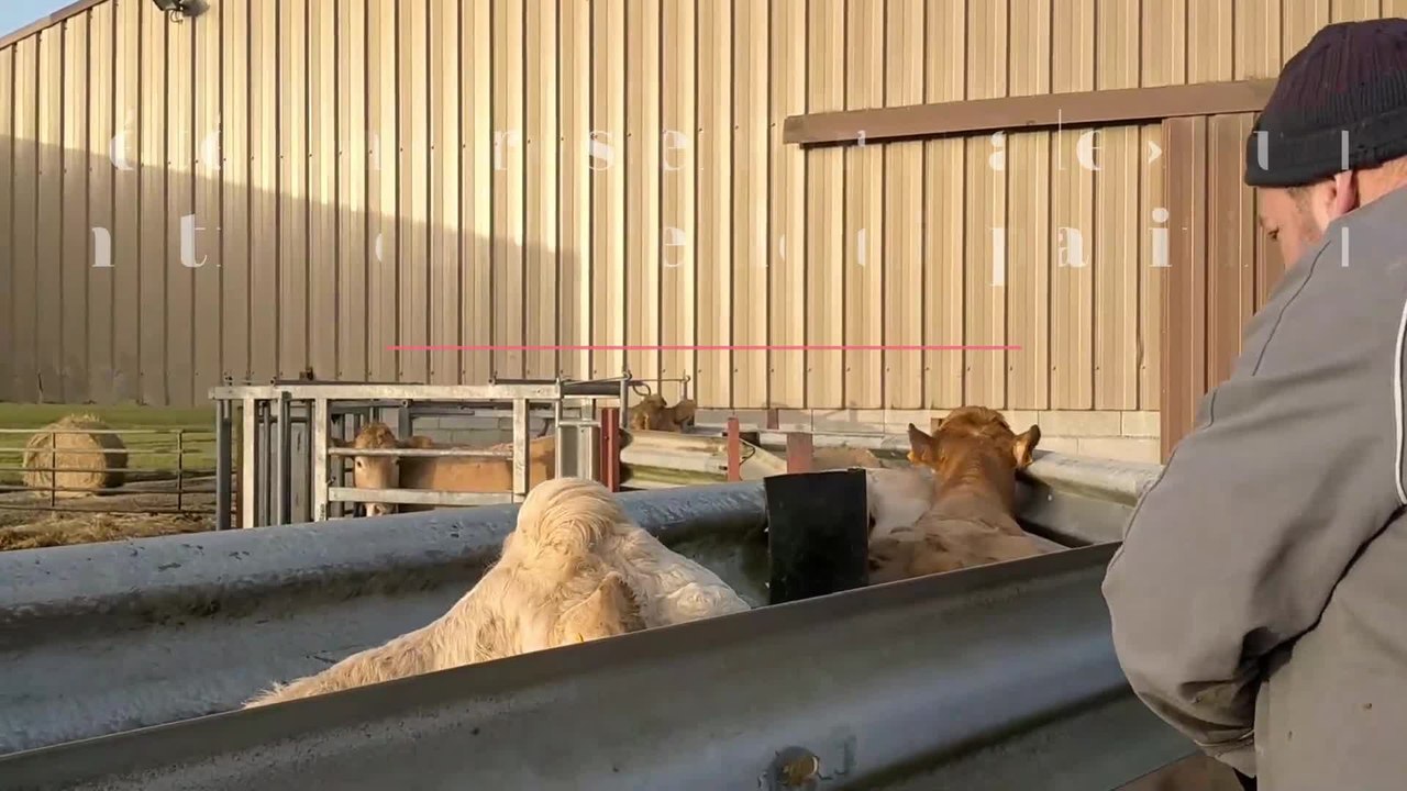 Vétérinaire pour veaux, vaches, cochons... une espèce en voie de disparition