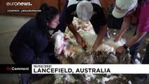 Wild Aussie sheep loses 35 kilos at the baaa-bers