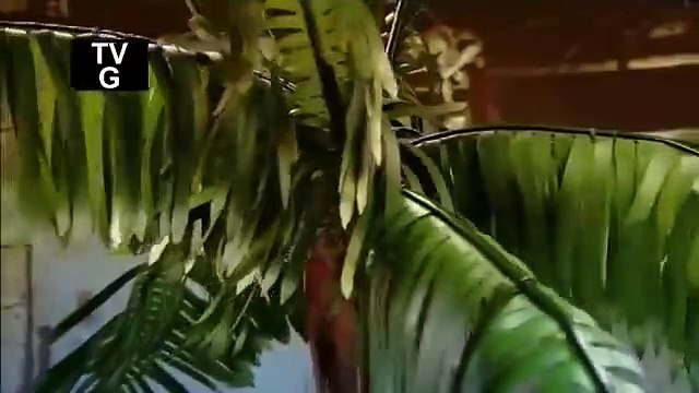 How Its Made - 1075 Artificial Palm Trees