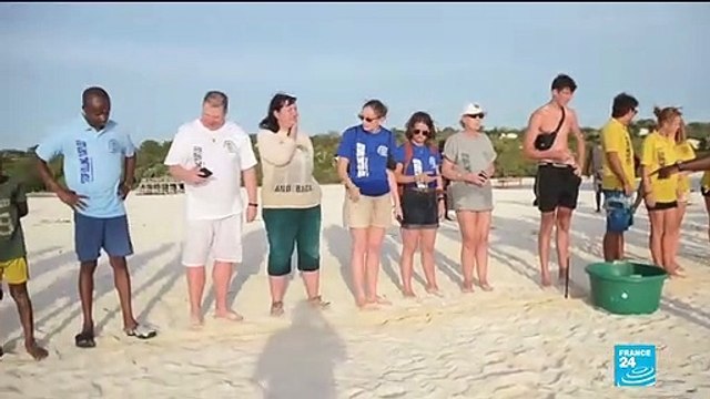 Endangered wildlife: Rescuing Tanzania's turtles