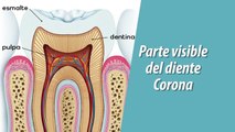 Consejos dentales | Endodoncia - Nex Panamá