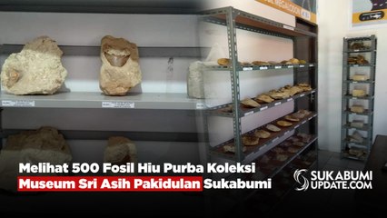 Melihat 500 Fosil Hiu Purba Koleksi Museum Sri Asih Pakidulan Sukabumi