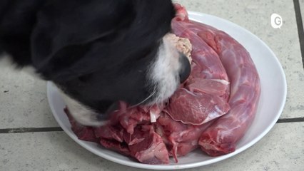 Reportage - Qwild :  l'alternative à la croquette