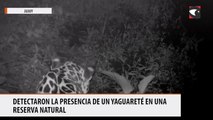 Detectaron la presencia de un yaguareté en una reserva natural