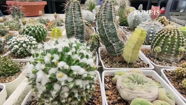 Budidaya Kaktus Hias, Meraup Untung di Tengah Pandemi Covid-19