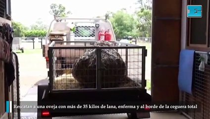 Rescatan a una oveja con más de 35 kilos de lana, enferma y al borde de la ceguera total