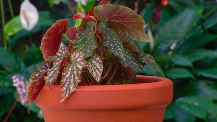 bd-hablamos-sobre-cultivo-y-cuidado-de-las-begonias-250221