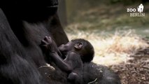 Berlin: naissance d'un bébé gorille au zoo
