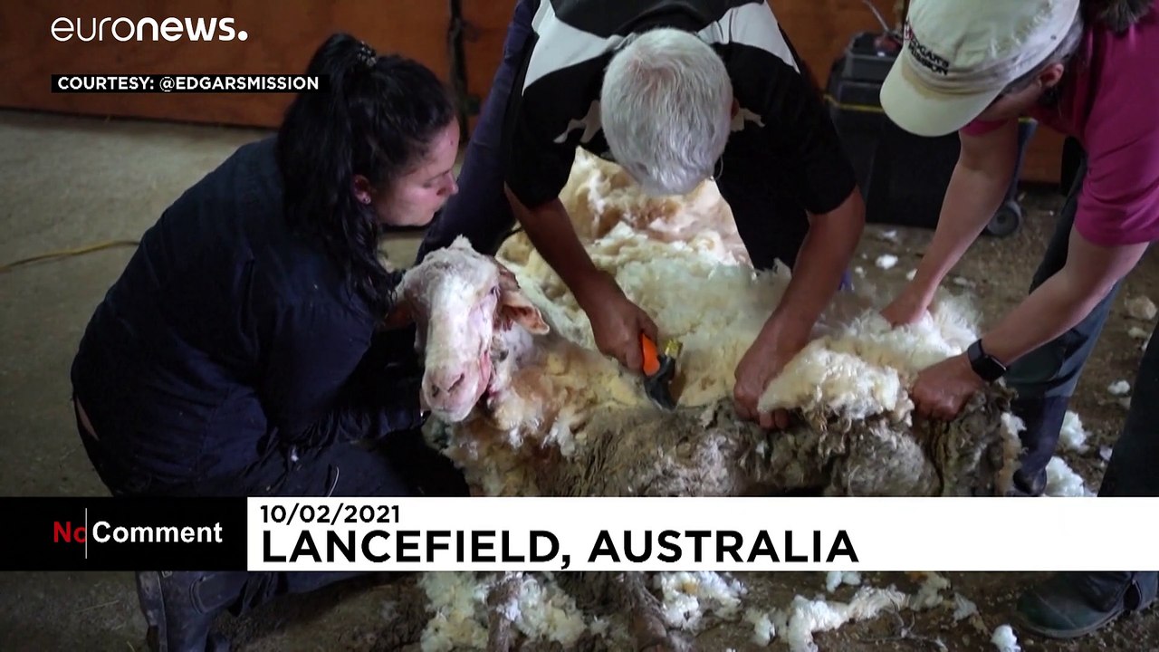 Australia, ecco la pecora col cappotto di 35 chilogrammi