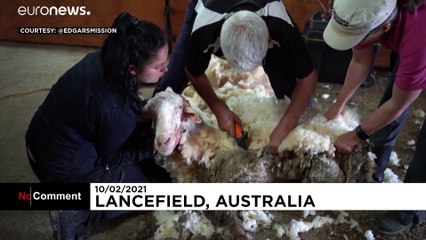 Australia, ecco la pecora col cappotto di 35 chilogrammi
