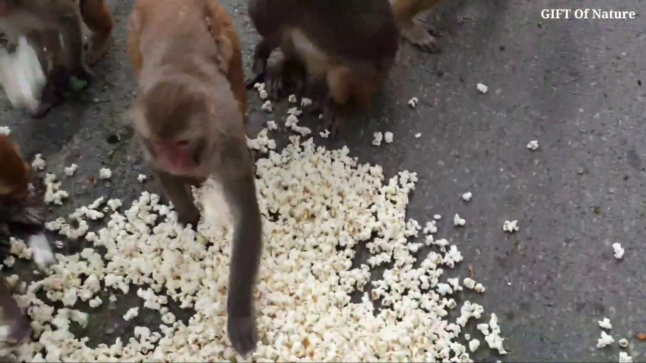 Dangerous Gang Fight Of Monkey __ Feeding Popcorn and Gram __ monkey fight_Full-HD