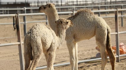 Camel Milk in London and Paris