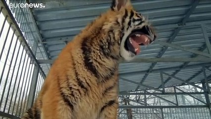 Tigre da Sibéria em cantoria viral nas redes sociais