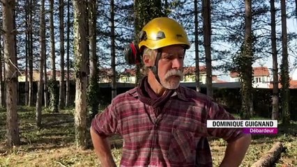 La Fouillouse : Un débardage au cheval pour entretenir les arbres