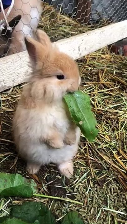 Adorable Rabbit Eats His Greens